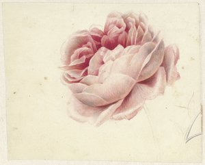 Rosa vermelha de Georgius Jacobus Johannes van Os
