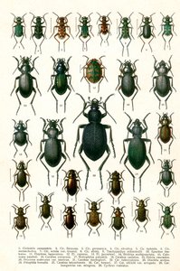Antique Print of Varieties of European Beetles, c.1910 (cromolitografia) de Georgiy Jacobson