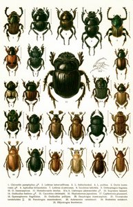 Antique Print of Varieties of European Beetles, c.1910 (cromolitografia) de Georgiy Jacobson