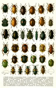 Antique Print of Varieties of European Beetles, c.1910 (cromolitografia) de Georgiy Jacobson