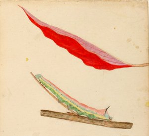 Lagarta "Mirror-Back", estudo para o livro Concealing Coloration in the Animal Kingdom