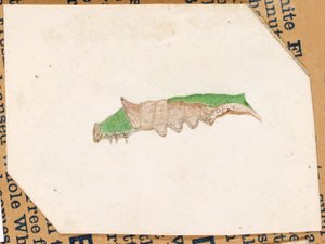 Lagarta de borda de folha de carvalho, estudo para o livro Concealing Coloration in the Animal Kingdom