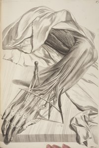 Anatomia do corpo humano por Govard Bidloo, 1685