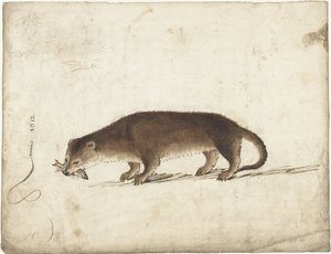 Lontra com um peixe na boca