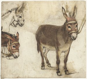 Folha de estudo com burros