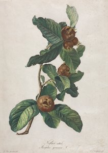 Nespereira cultivada (Mespilus germanica)