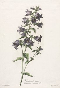 Flores tiradas da natureza: Bellflower de Gerard van Spaendonck