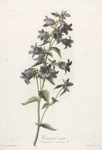 Flores tiradas da natureza: campanula com luvas, c. 1800. de Gerard van Spaendonck