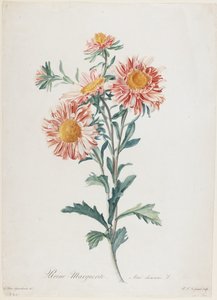 Rainha Marguerite, de Flores Desenhadas da Natureza, c.1800 (gravura stipple colorida à mão)