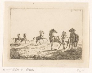 Rebanho de cavalos selvagens Cavalos em liberdade