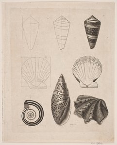 Lousa com caracóis de Gerhard Ludvig Lahde