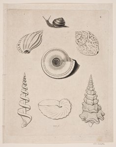 Lousa com caracóis de Gerhard Ludvig Lahde
