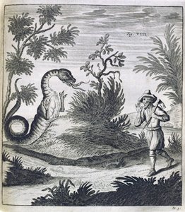 Um Dragão Temeroso, c.1660 de German School
