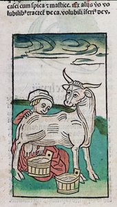 Uma empregada ordenhando uma vaca, 1491 (xilogravura colorida) de German School