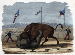 Uma luta feroz entre um touro e um urso numa arena. Em "Wenn Jemand eine Reise thut, so kann erzahlen" (Quando alguém viaja, isto é o que ele pode dizer), conto alemão de Franz Wiedemann de German School