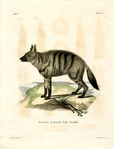 Aardwolf (gravura colorida) de German School