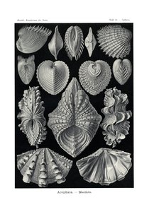 Acephala, 1899-1904 de German School