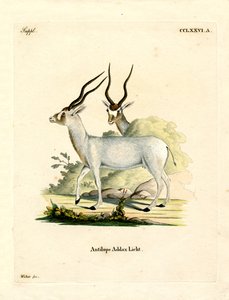 Antílope Addax (gravação a cores) de German School