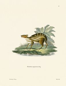 Chevrotain africano (gravura colorida) de German School