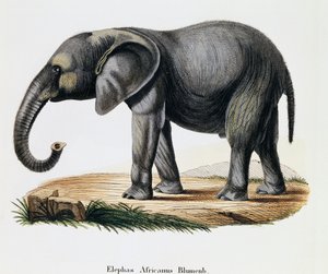 Elefante africano (Elephas africanus), de Mamíferos ilustrados da Natureza com descrições, de Johann Christian Daniel von Schreber (1739-1810), gravada por IC Bock após desenho de A Fleischmann, Alemanha de German School