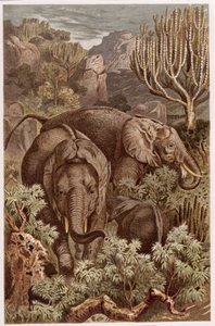 Elefante africano, registro de Brehms Tierleben: Allgemeine Kunde des Tierreichs, volume 3, p. 9, publicado pelo Bibliographisches Institut, 1891 de German School