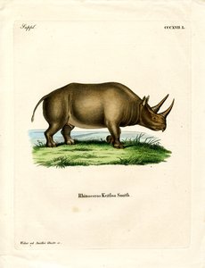 Rinoceronte africano (gravura colorida) de German School