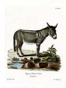 Rabo selvagem africano (gravura colorida) de German School