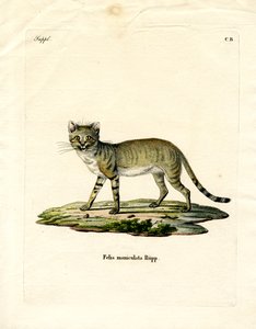 Gato selvagem africano (gravura colorida) de German School