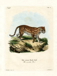 Gato selvagem africano (gravura colorida) de German School