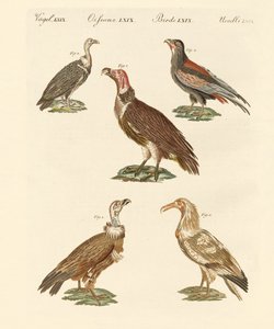 Abutres africanos e asiáticos de German School