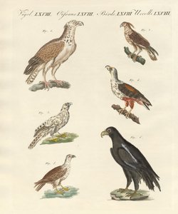 Aves africanas (gravura colorida) de German School