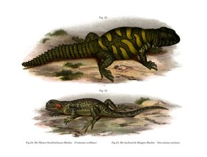 Agama (cor litho) de German School