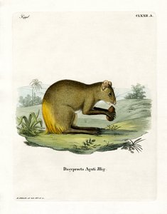 Agouti (gravação a cores) de German School