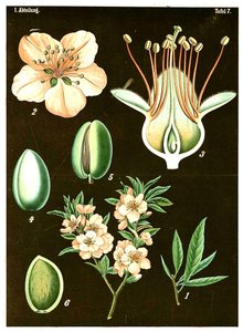 Amêndoa (Prunus Amygdalus) c.1890 (cromolitógrafo) de German School