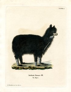 Alpaca (gravação a cores) de German School