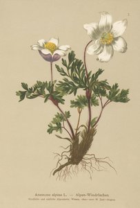 Anêmona Alpina (Anêmona alpina, Pulsatilla alpina) de German School