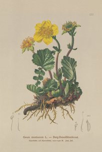 Avens alpinos (Geum montanum) de German School