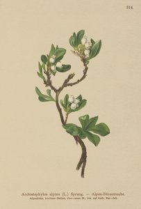 Alpine Bearberry (Arctostaphylos alpina, Arctostaphylos alpinus) de German School