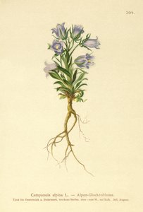 Bellflower alpino (Campanula alpina) de German School