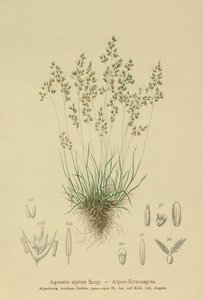 Alpine Bentgrass (Agrostis alpina, Aira flavescens) de German School