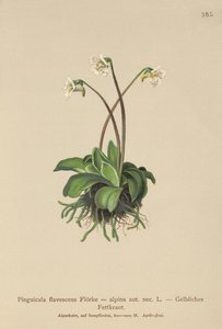 Butterwort alpino (Pinguicula flavescens, Pinguicula alpino) de German School