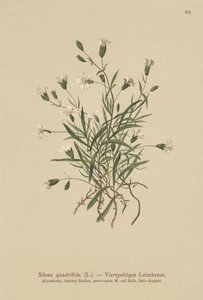Campion Alpino (Silene quadrifida, Ixoca quadrifida) de German School