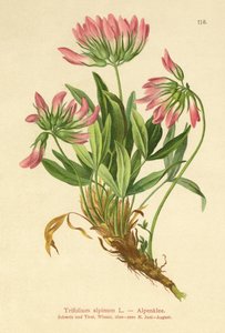 Trevo Alpino (Trifolium alpinum) de German School