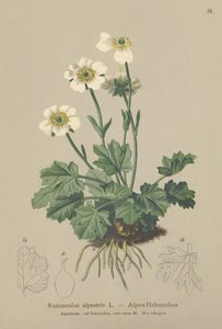 Aranha-dos-alpes (Ranunculus alpestris) de German School