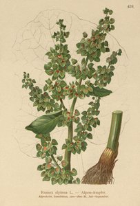Doca dos Alpes (Rumex alpinus) de German School