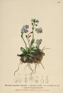 Esquecer-me-não-alpino (Myosotis alpestris, Myosotis silvatica) de German School