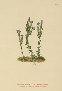 Genciana alpina (Gentiana nivalis) de German School