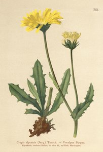 Barba de falcões dos Alpes (Crepis alpestris) de German School