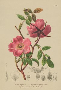 Alpina Hedge Rose (rosa alpina, rosa pendulina) de German School