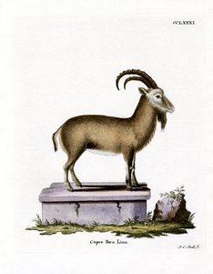 Alpine Ibex (gravura colorida) de German School